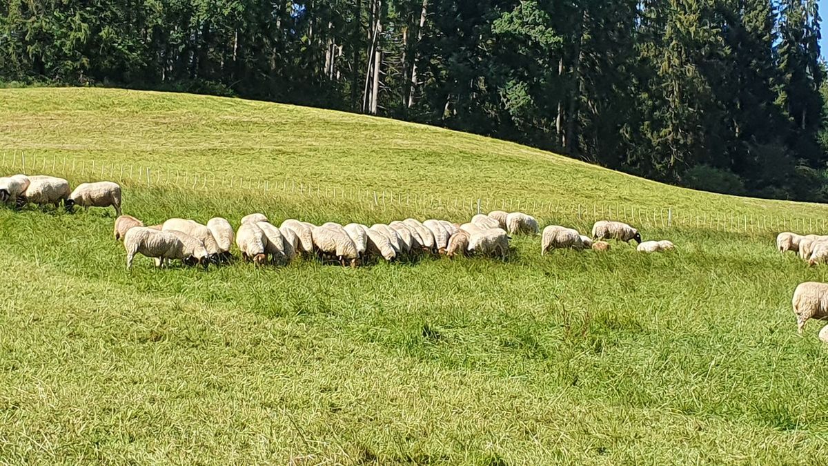 Sommertour 2020 Besuch beim Finkhof