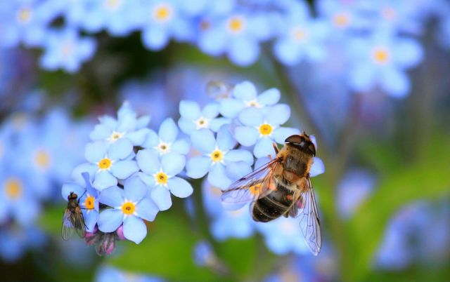 Landtagsdebatte zur Weiterentwicklung des Volksbegehrens „Rettet die Biene“